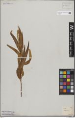 Foto von Salix bonplandiana Kunth